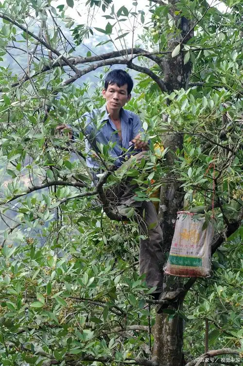 八角树 - 热门商品专区