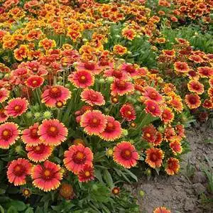 秋冬播多年生花种籽子耐旱草花籽天人菊庭院园林景观工程绿化花卉