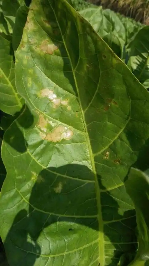 烟叶干了这是什么病!