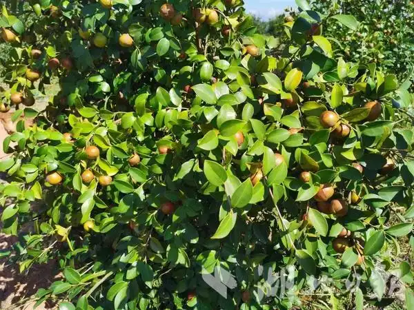 「越·广水」双岗村:人均一亩油茶地,总产值超100多万元