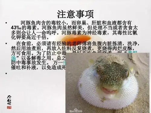 河豚鱼ppt 注意事项   河豚鱼肉含的毒较小,而卵巢,肝脏和血液都含有