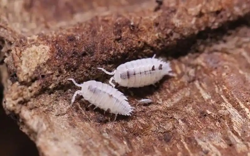 活动  白侏儒鼠妇开箱