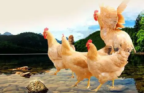 广西岑溪古典三黄鸡特色养殖带动5万贫困人口