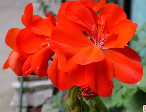 天竺葵又开花了