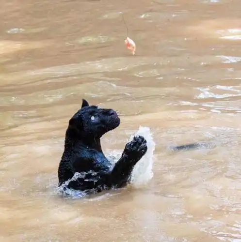 幸福的它们!难得一见的小黑豹水中捕食,清凉无比