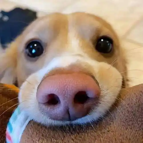 头像丨最初的梦想