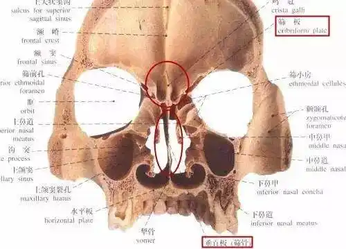 此骨有空泡小孔,是含气骨.