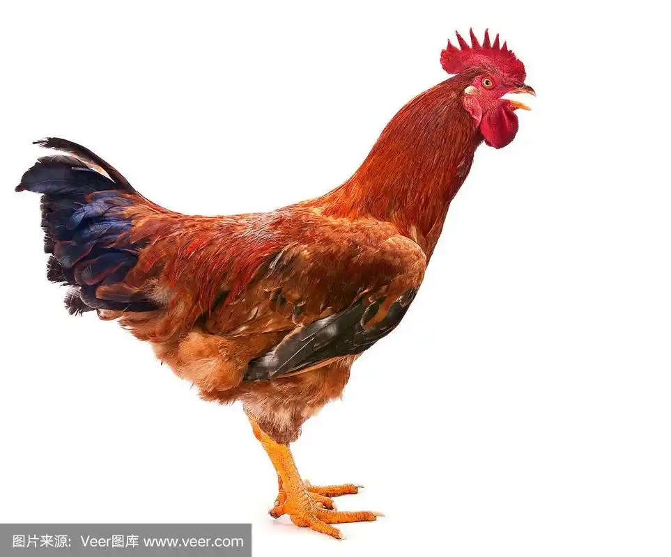 红公鸡