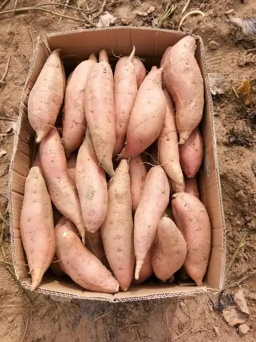 烟薯25 3两~6两 黄皮