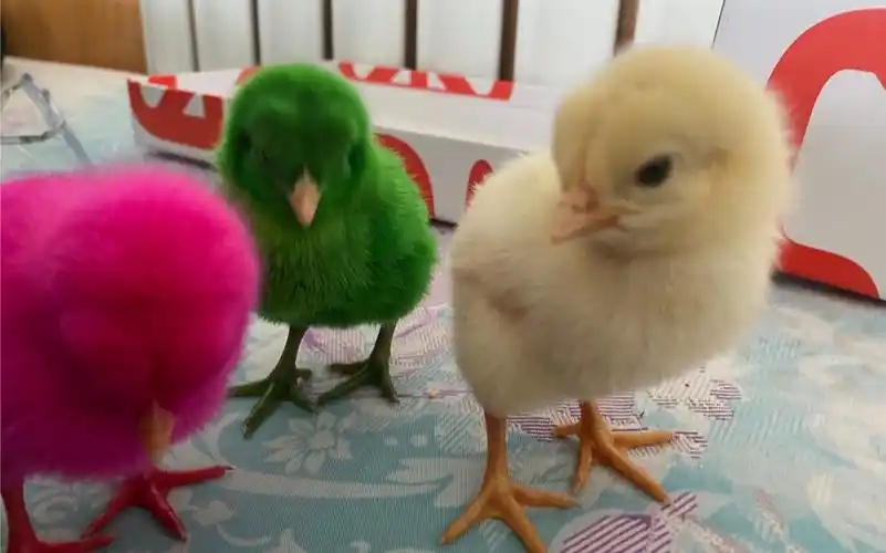 养染色小鸡的第三天可可爱爱