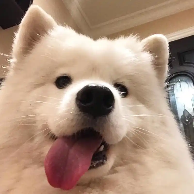 萨摩耶狗头像