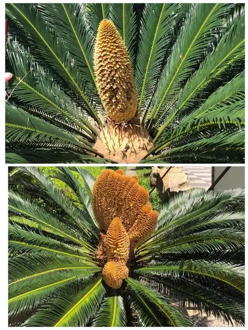 铁树也有公母之分,一公一母看起来也很漂亮.