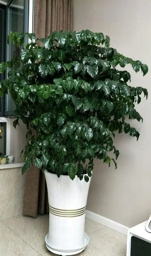 幸福树,寓意好,养在客厅高大上,注意3点,家人幸福安康