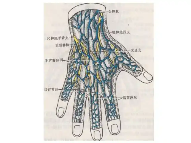 天下就没有人知道哪里能下载到手背静脉图像库吗?