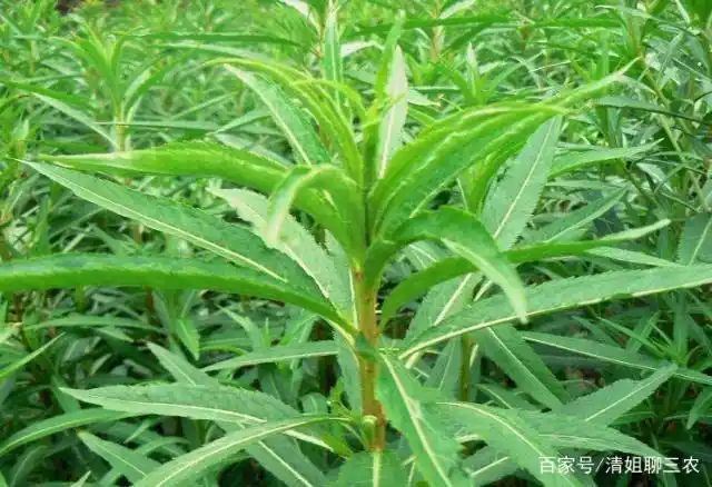 扯根才的最大的作用是能够很好的进行保肝,扯根菜为苗族传统药物,民间