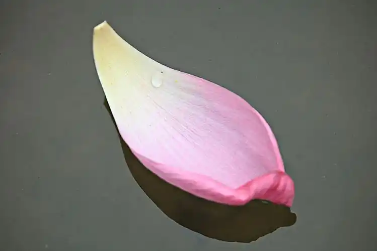 荷花,花瓣,一片荷花瓣_高清图片_全景视觉