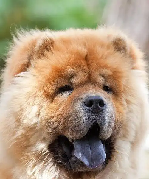 小松狮犬太可爱了,舌头为什么是黑色的?