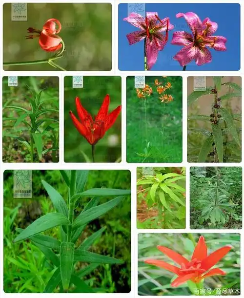 东北地区百合属植物检索与识别