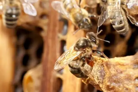 工蜂_蜂群_时间