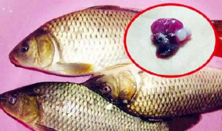 "说法可能来源于有个机构拿几条鲫鱼做过视泖е泻械纳镄》肿咏涸