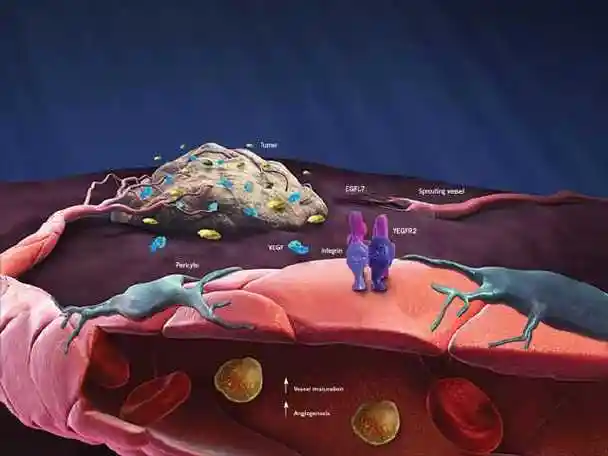 增强免疫细胞的活性,实现吞噬细胞杀死癌细胞的作用