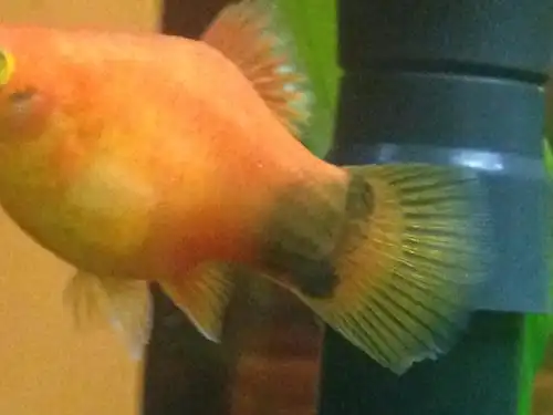 自己家养的这只月光米奇鱼是不是要生鱼宝宝了啊?肚子好大了