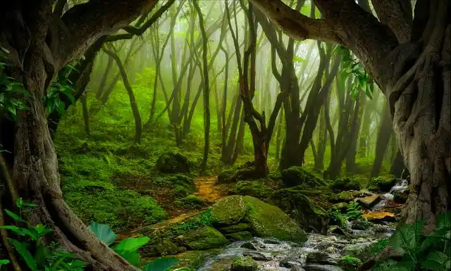 减少3988平方公里!"地球之肺"的亚马逊雨林,正在慢慢消失