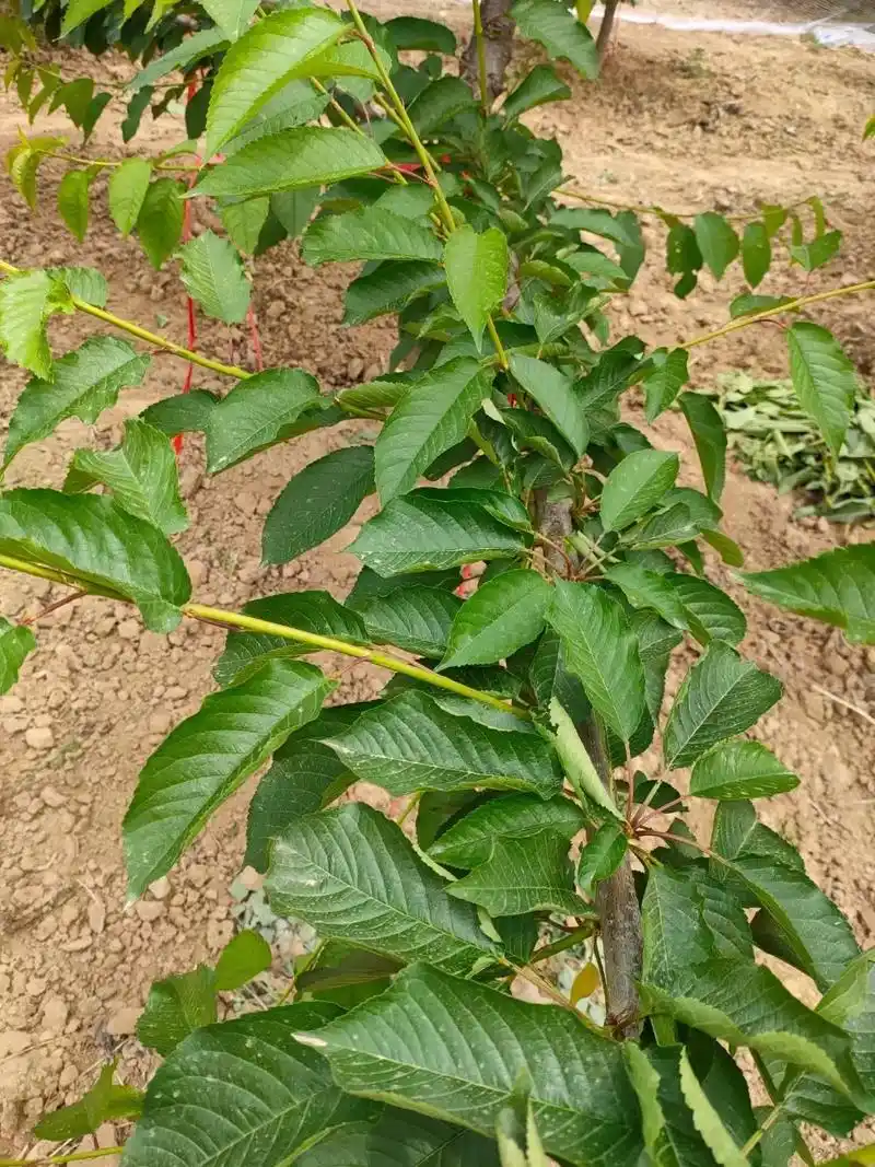 2022年樱桃苗木预购中.品种有:凯美,高沙,美早,金鼎红, - 抖音