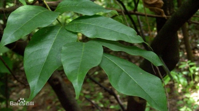 鹧鸪花的圆锥花序略短于叶,腋生,由多个聚伞花序所