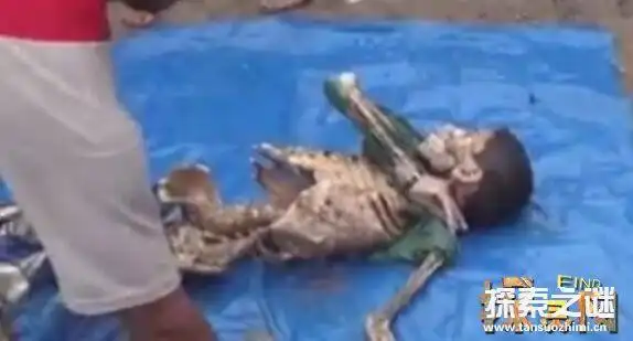 秘鲁2015食人鱼事件小孩被吃成骷髅红鳍鲳食人鱼中最大的噩梦