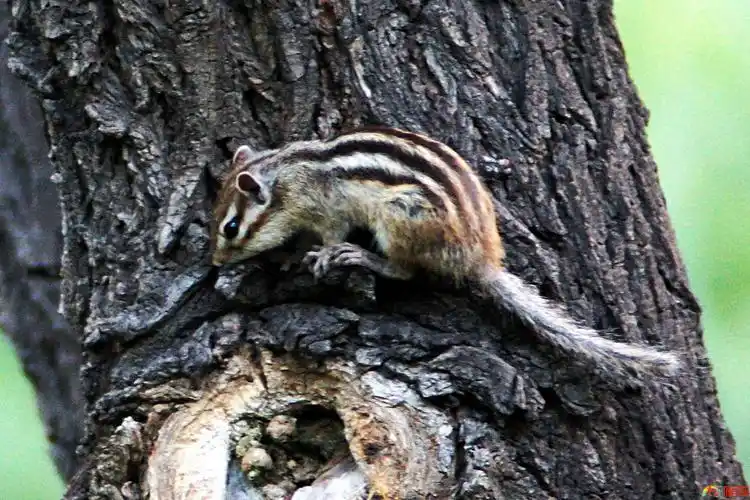 公园又见花狸鼠 - 影像河北 - 影像河北 - powered by discuz!