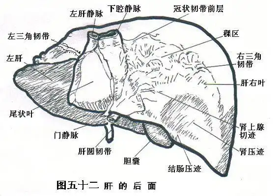 人体炁脉学 第二章 第八节 肝脏炁脉