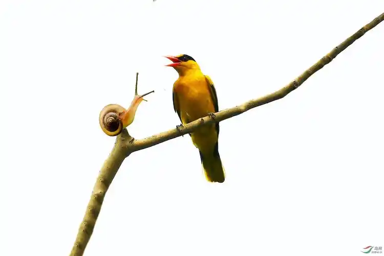 蜗牛与黄鹂鸟