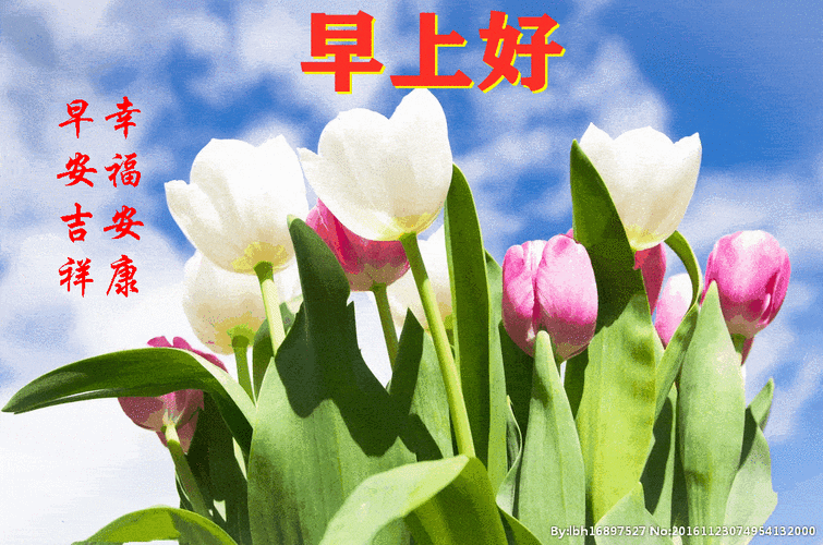 66个早上好问候鲜花图_图片_来源_玫瑰