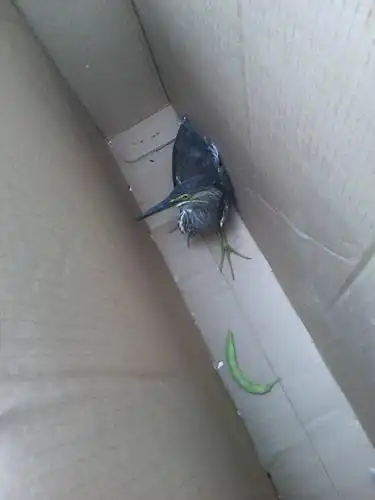 这是什么鸟,求大神回复