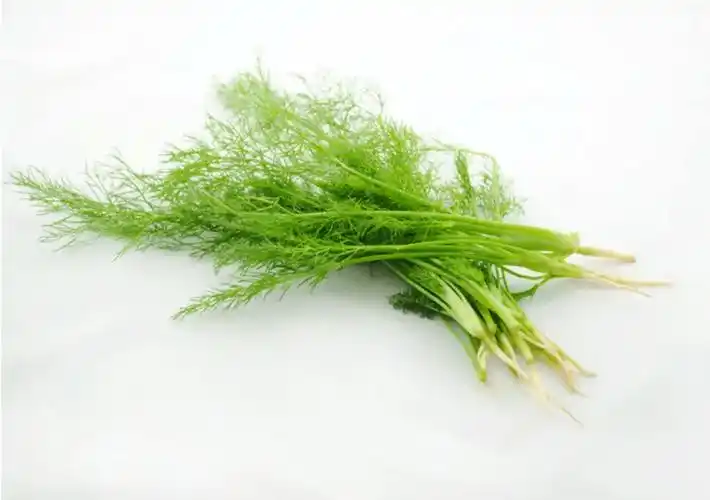 茴香苗的功效与作用(茴香苗的功效与作用的功能与主治)