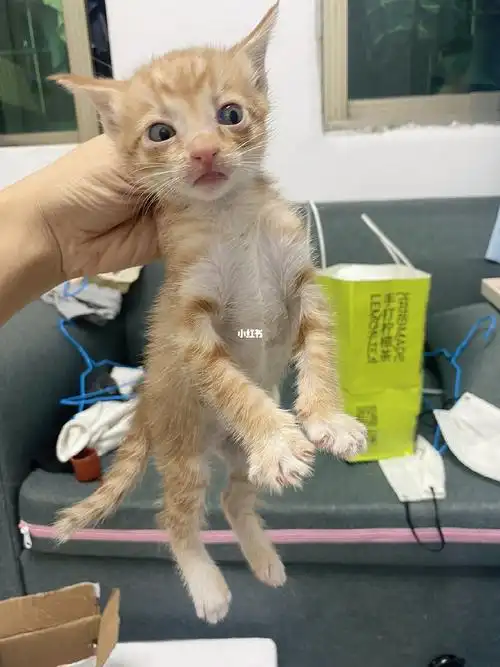 流浪小橘猫找领养