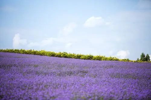 忻城薰衣草庄园城市之外山野之间