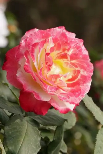 踏着春风的脚步,月季皇后款款而来