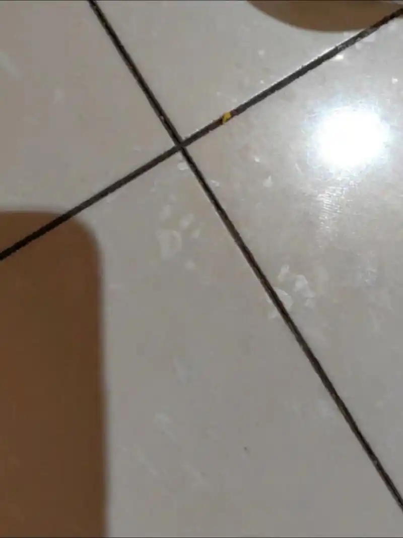 鼠鼠小脚印.他真的好可爱#金丝熊 #仓鼠 #养鼠日常分享