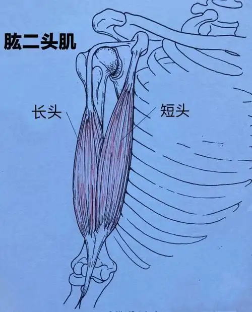 肱二头肌长短头图解