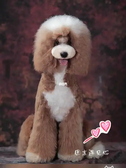 巨贵巨型贵宾犬