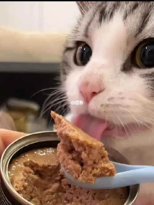 罐头骗水大法话说看猫吃罐头可太治愈啦