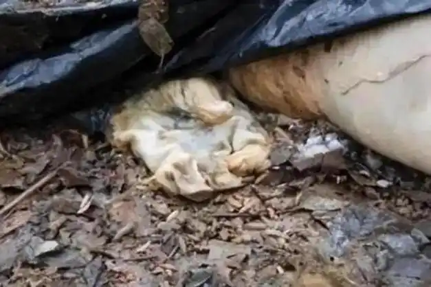 被分尸剥皮的女人是谁?1993年辽宁抚顺"3·20"碎尸案侦破始末