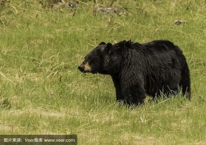 黑熊站在绿草地上