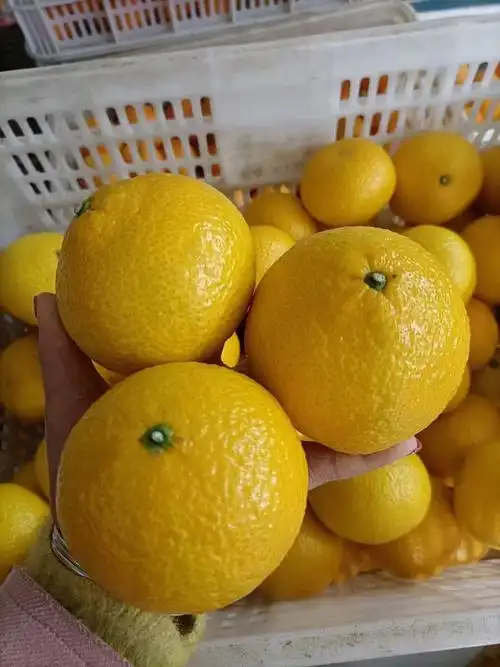 家里父母种的的纯甜桔柚成熟了个个精品
