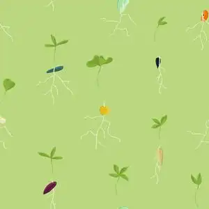 不同生长的种子在浅绿色-载体背景下照片