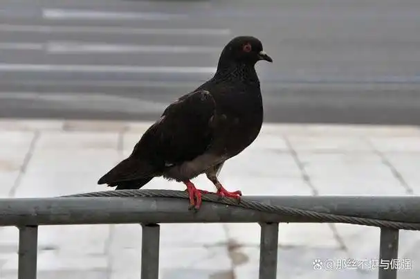 然而,在回答这个问题之前,我们首先要了解鸽子的基本羽毛颜色,以及