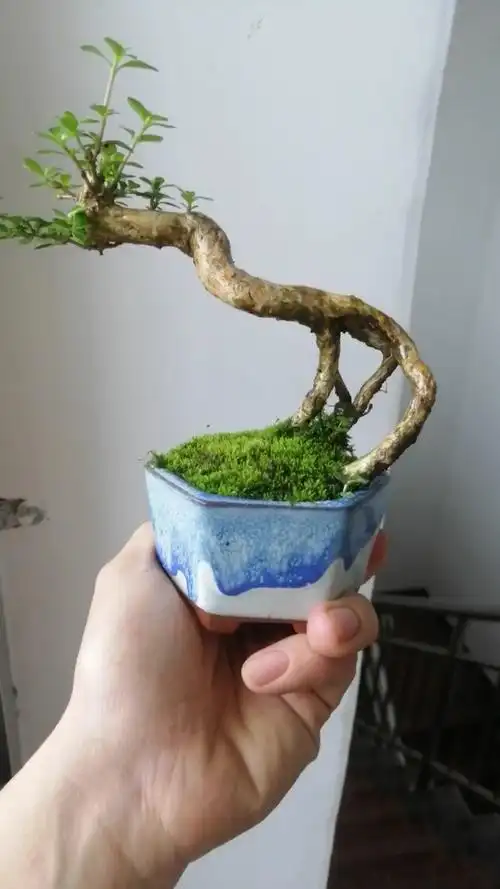 盆景#提根六月雪58米