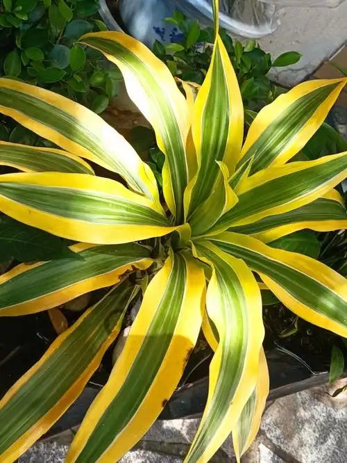 高颜值的金边香龙血树值得拥有